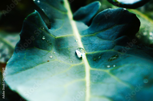 Raindrops on a cabbage leaf