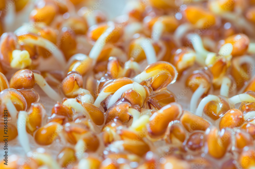 Lepidium sativum L. seeds sprouting. Lepidium sativum L. seeds sprouting.