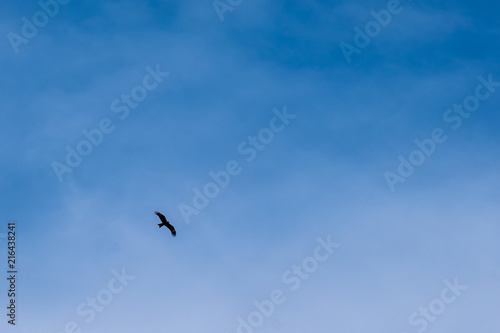 against a blue sky a single bird of prey flies