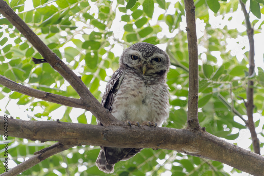Spotted Owlets (Athene brama) resting on branch looking at the camera. Spotted Owlets (Athene brama) resting on branch looking at the camera.