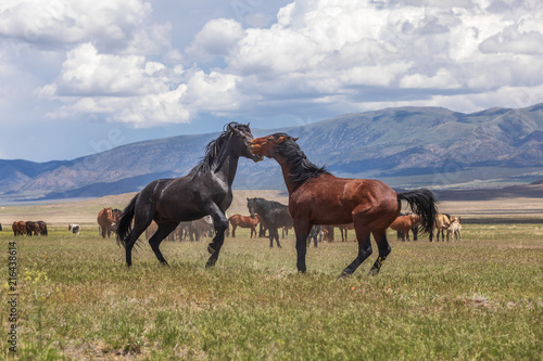 Wild horses Fighting