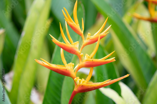 Heliconia psittacorum flower blooming on green leaf background. photo