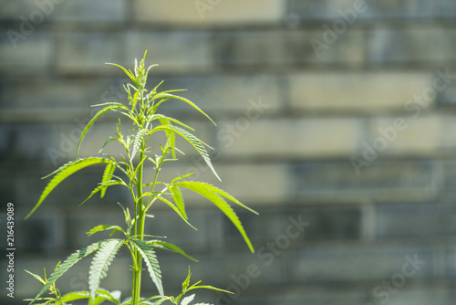 marijuana bush on a gray background