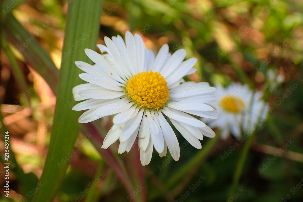 Close up of a daisy. Close up of a daisy.