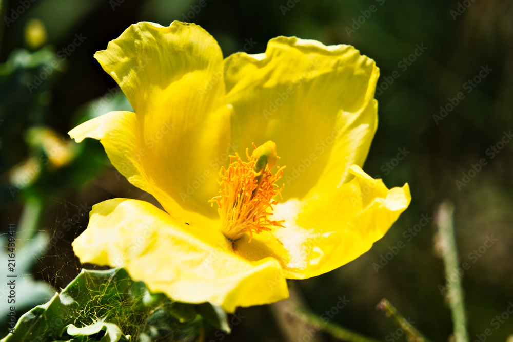 yellow horn poppy, glaucium flavum yellow horn poppy, glaucium flavum