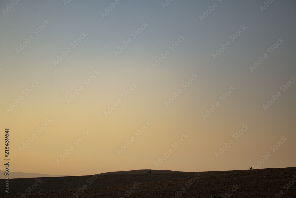 camels at sunset in arad