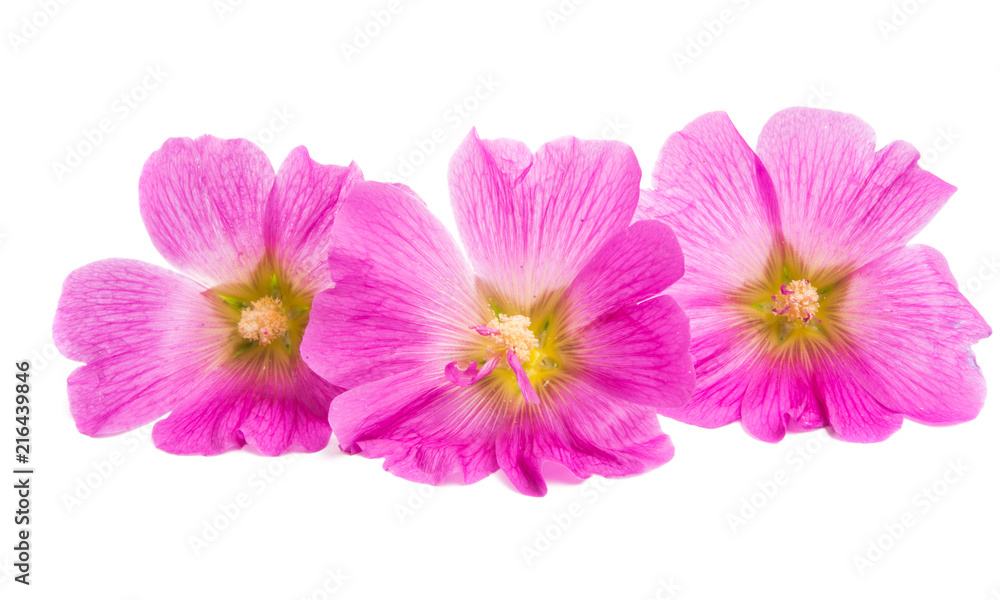 pink mallow isolated pink mallow isolated