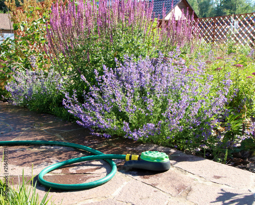Sprinkler head against blooming cultivar catmint (Nepeta sp.) and sage (Salvia sp.) in the summer garden