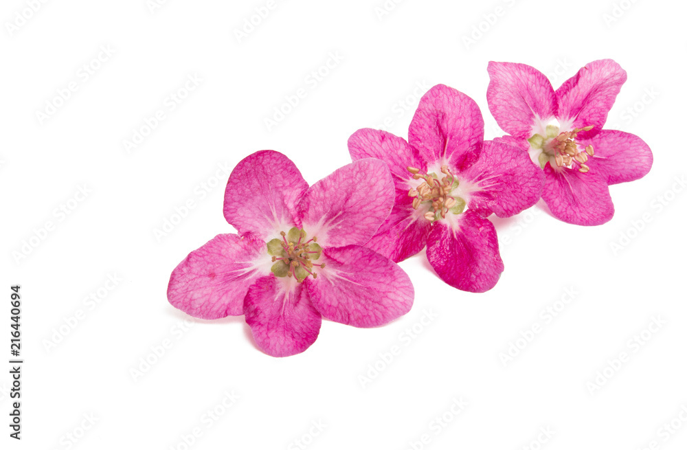 Obraz premium red flowers of apple tree isolated