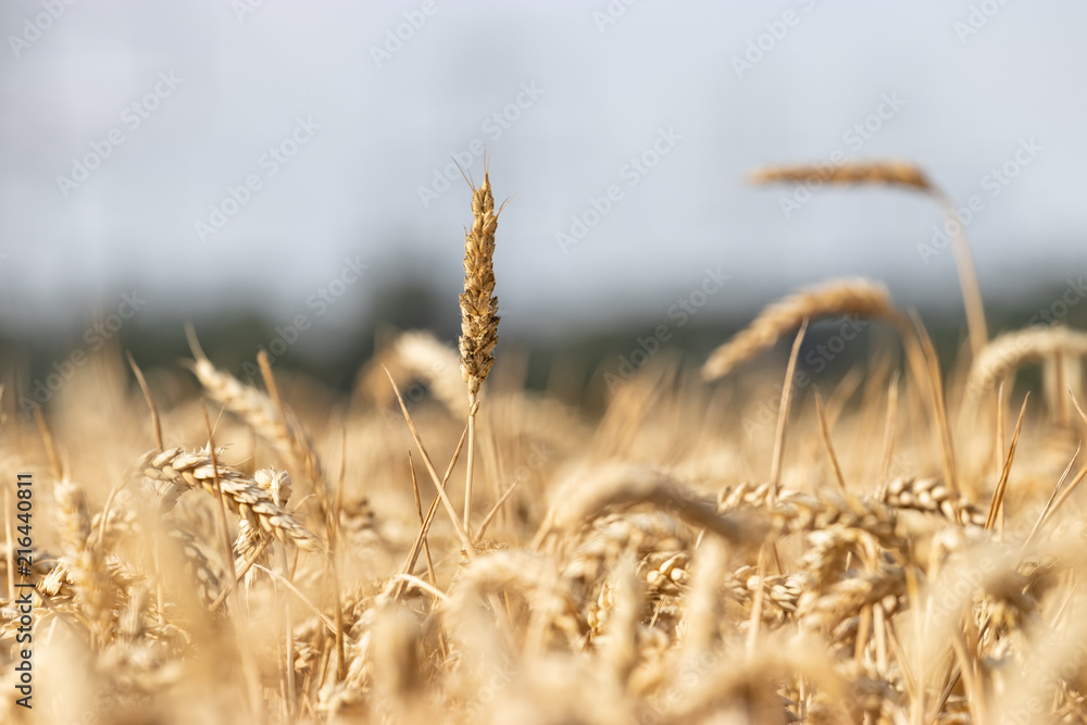 Fototapeta premium Fields around Bishops Stortford