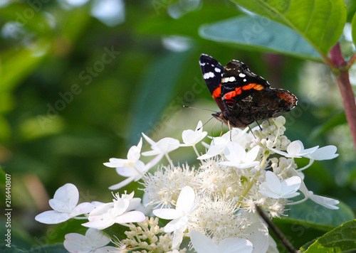 admiral - Vanessa atalanta  butterfly on white flowers  on green background  copy space