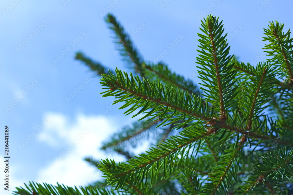 branch of spruce branch of spruce