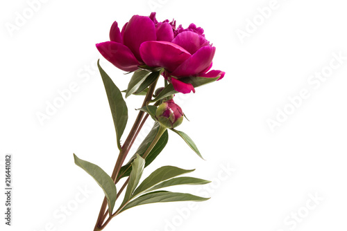 peony flower isolated