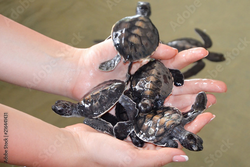 Female hands hold small turtles. Caring for newborn turtle in the Sea Turtles Conservation Research Project in Bentota, Sri Lanka. saving animals photo