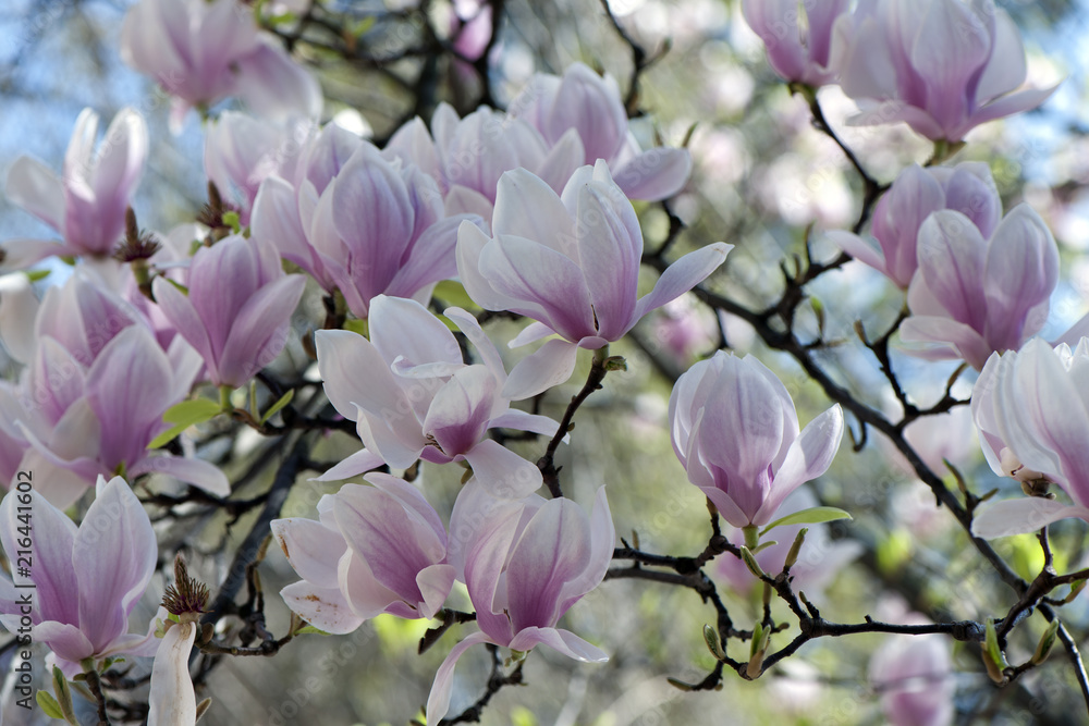Obraz premium Magnolie