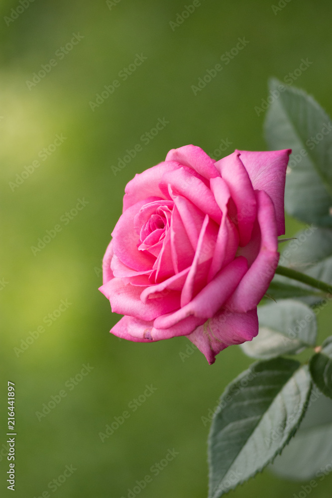 beautiful  romantic pink rose