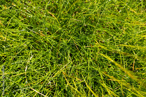 Green Festuca Gautieri (Scoparia Teddybear) decorative grass, close up.