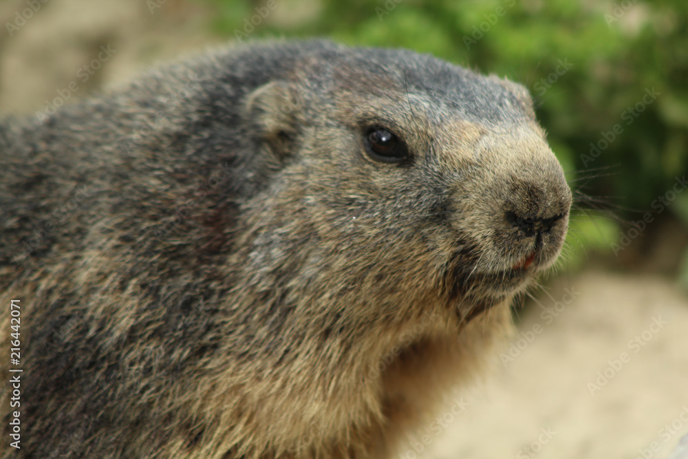 portrait d'une marmotte dans les alpes en france portrait d'une marmotte dans les alpes en france
