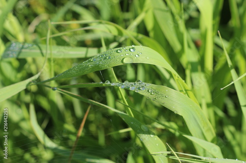 Grass in drops of dew