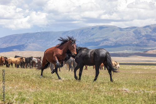 Wild Horse Stallions Fighting © natureguy