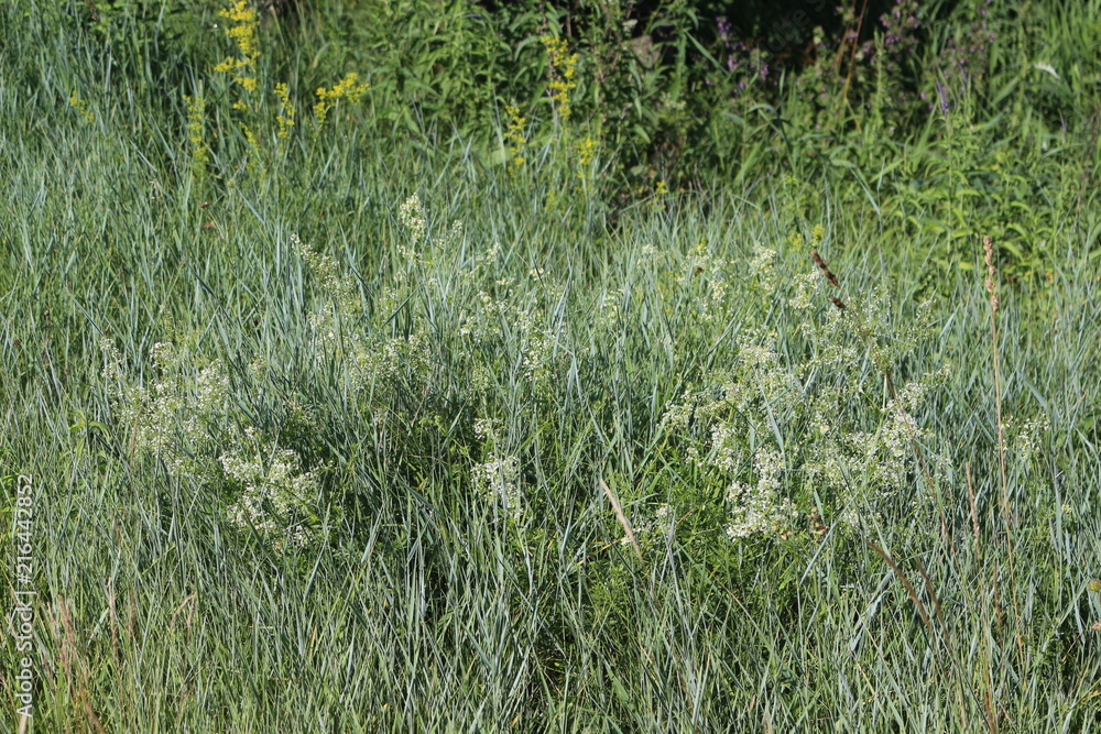 Grass grows in a meadow Grass grows in a meadow