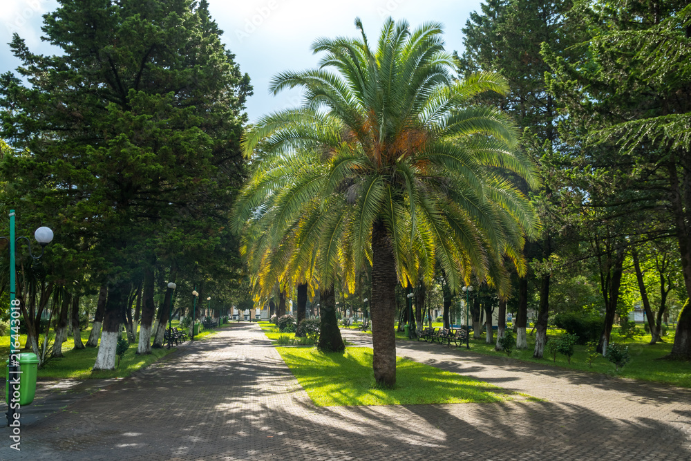 Obraz premium Walkway in a beautiful Park with Palms, Poti, Georgia