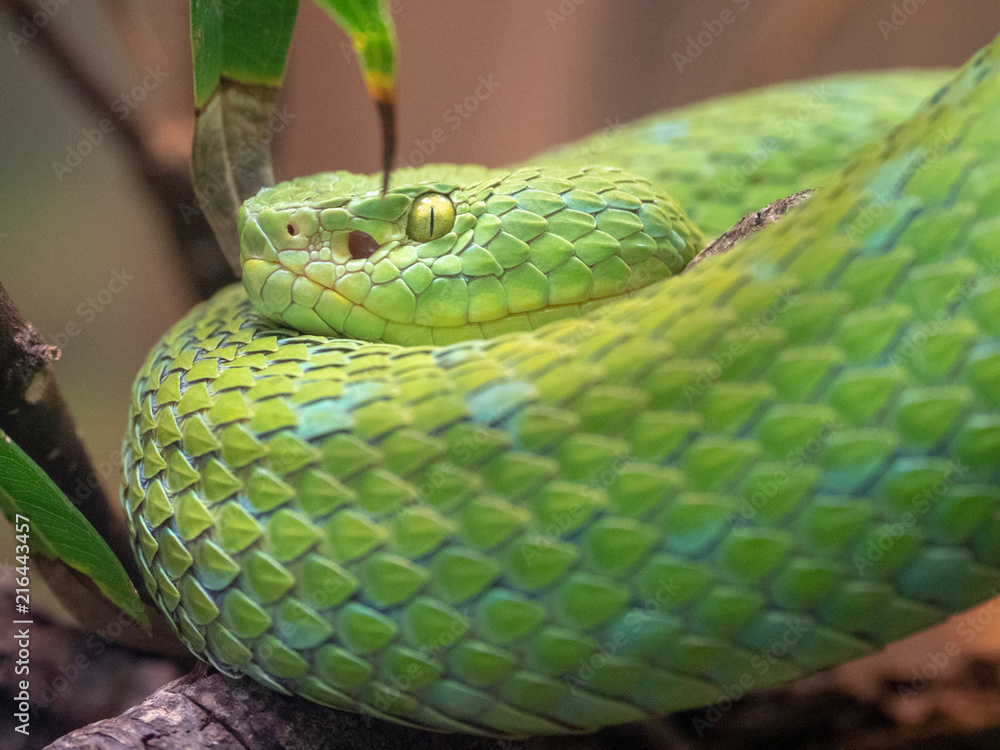 Fototapeta premium Rowley's Palm Pit Viper (Bothriechis rowleyi)