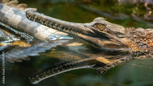 False Gharial (Tomistoma schlegelii)