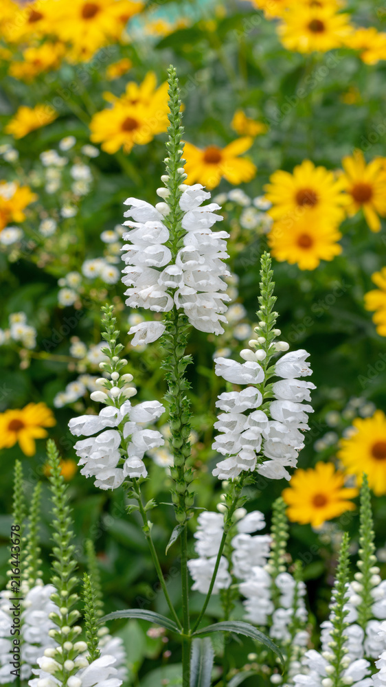 Physostegia Crystal Peak White on a background of yellow flowers Physostegia Crystal Peak White on a background of yellow flowers