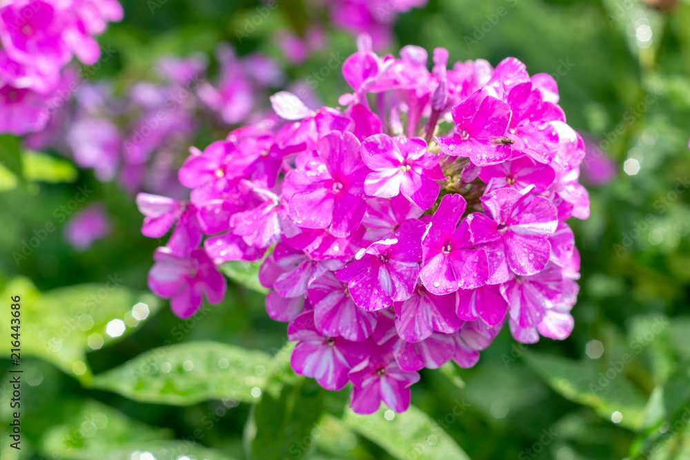 Hydrangea macrophylla on a green background. close-up