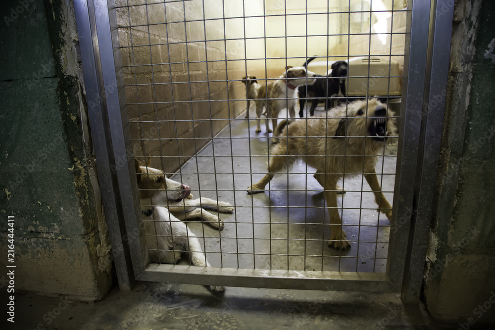 Fotografie Kennel dogs locked