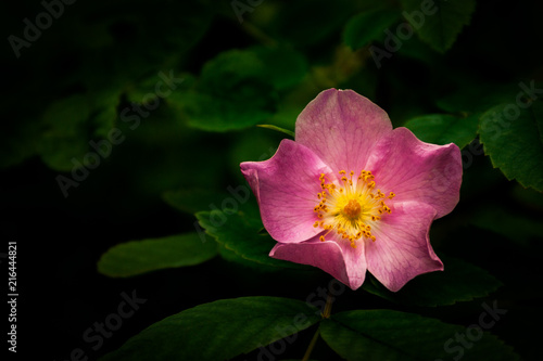 Pink wild rose