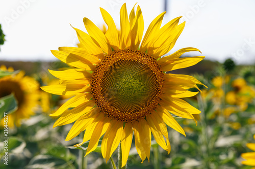 Young sunflower in the field on a sunny day. Small depth of field. Close up