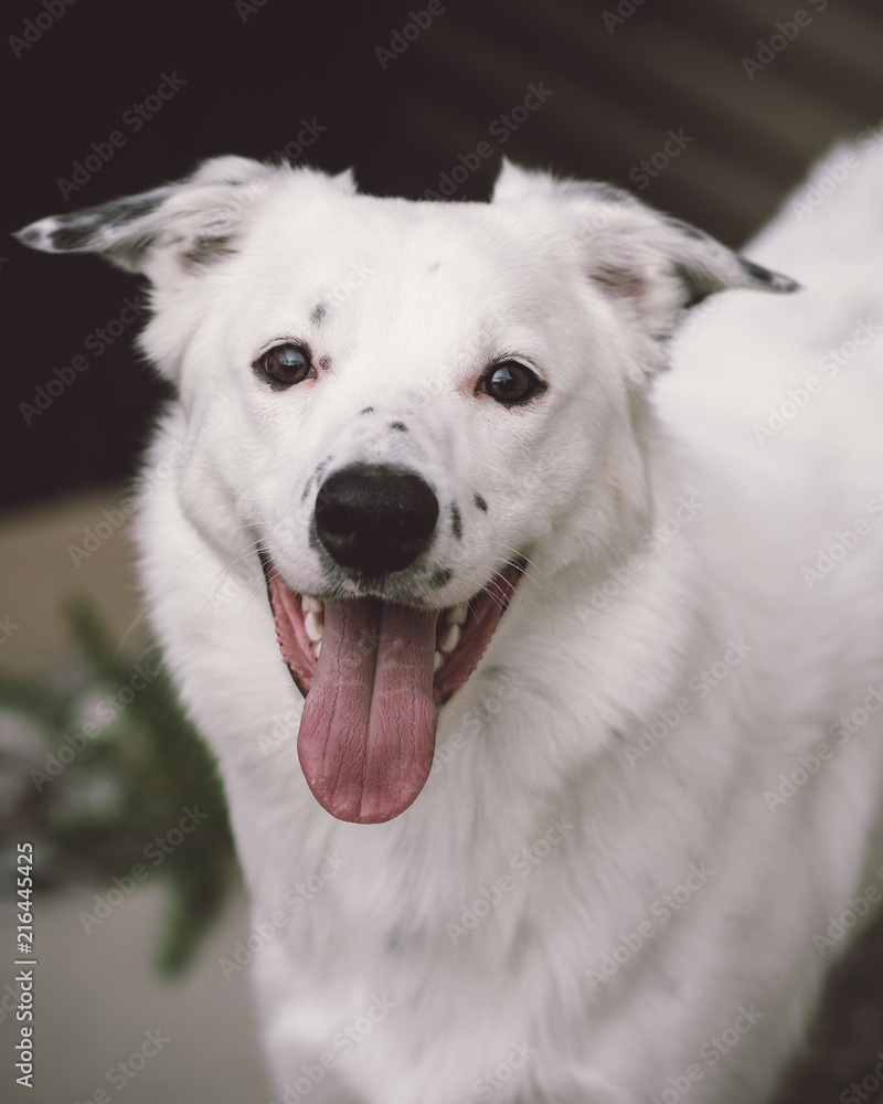 White Retriever With Black Spots On Ears White Retriever With Black Spots On Ears