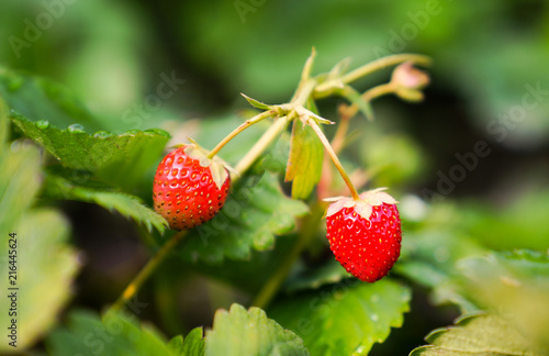 Closeup view of two ripe strawberries among leaves
