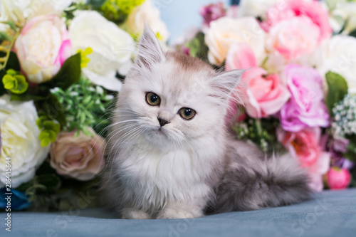 Wallpaper Mural the Scottish kitten sits in flowers Torontodigital.ca