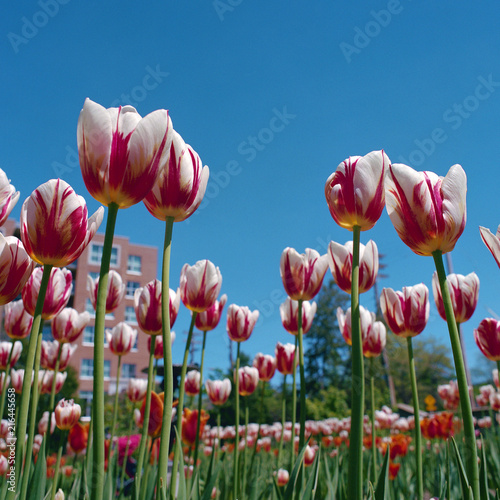 Canada 150 tulips photo