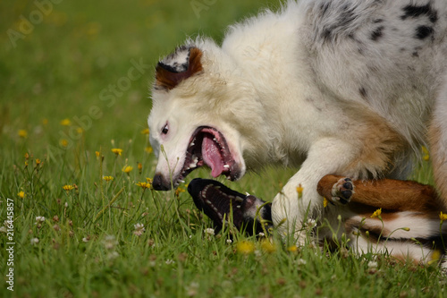 Dogs play with each other. Young Australian Shepherd Dog. Aussie. Merry fuss puppies. Aggressive dog. Training of dogs.  Puppies education, cynology, intensive training of young dogs.