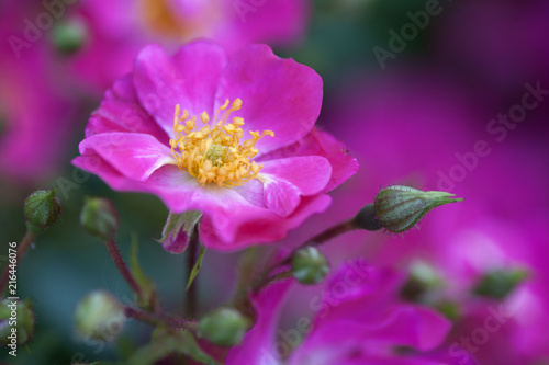 Dzika róża 2 © Elżbieta