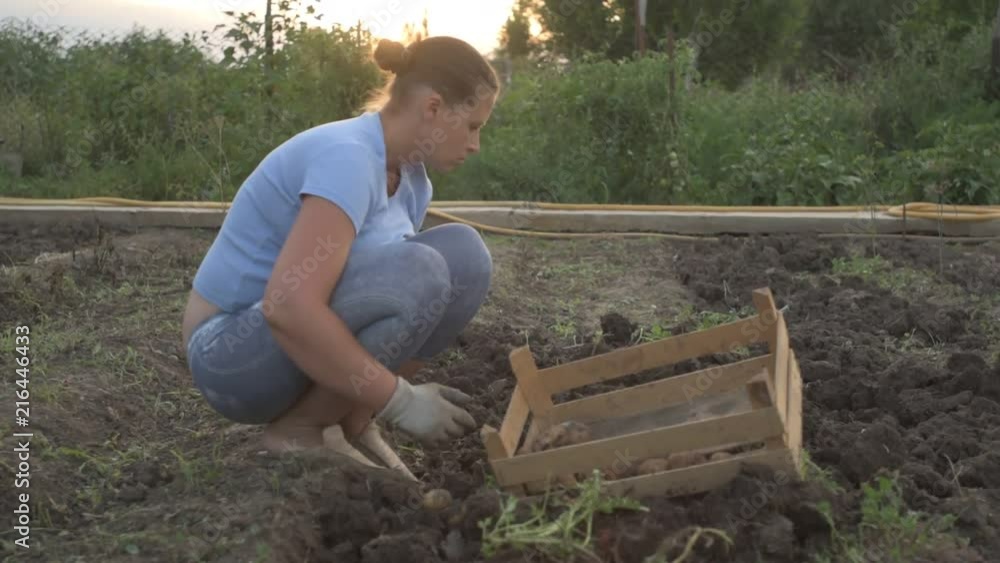 Slender peasant girl digs the ground harvesting potatoes and stacks potatoes in a wooden box. Slender peasant girl digs the ground harvesting potatoes and stacks potatoes in a wooden box.