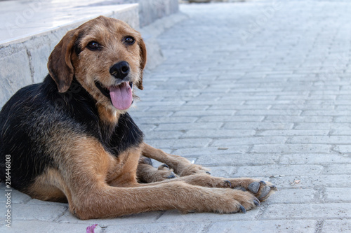 little dog portrait shoot with sharp colors