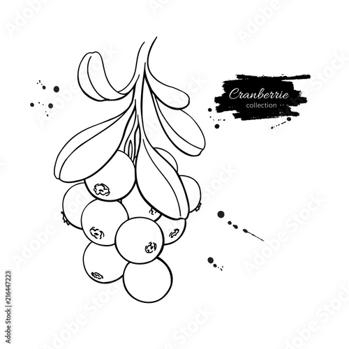 Cranberry vector drawing. Isolated berry branch sketch on white 