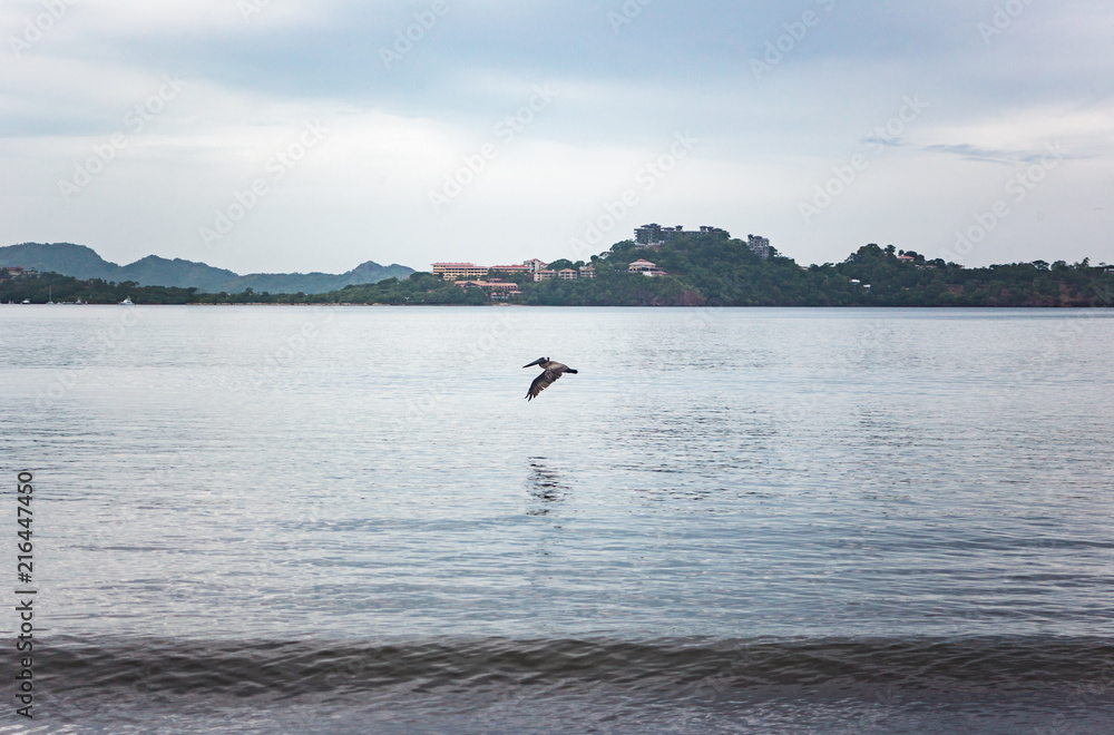 Obraz premium Large wild pelican hunts fish off the West coast of Costa Rica