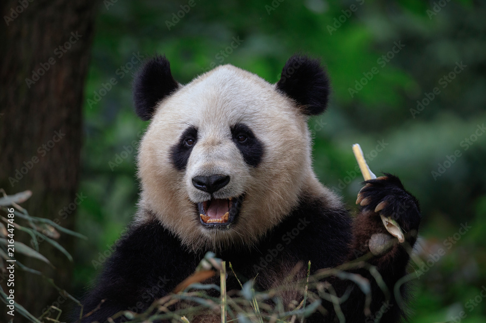Fototapeta premium Panda Bear Eating Bamboo, Bifengxia Panda Reserve in Ya'an Sichuan Province, China. Panda looking at the viewer with mouth open, eating a large chunk of Bamboo. Endangered Species Animal Conservation