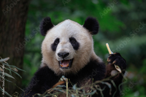 Panda Bear Eating Bamboo, Bifengxia Panda Reserve in Ya'an Sichuan Province, China. Panda looking at the viewer with mouth open, eating a large chunk of Bamboo. Endangered Species Animal Conservation