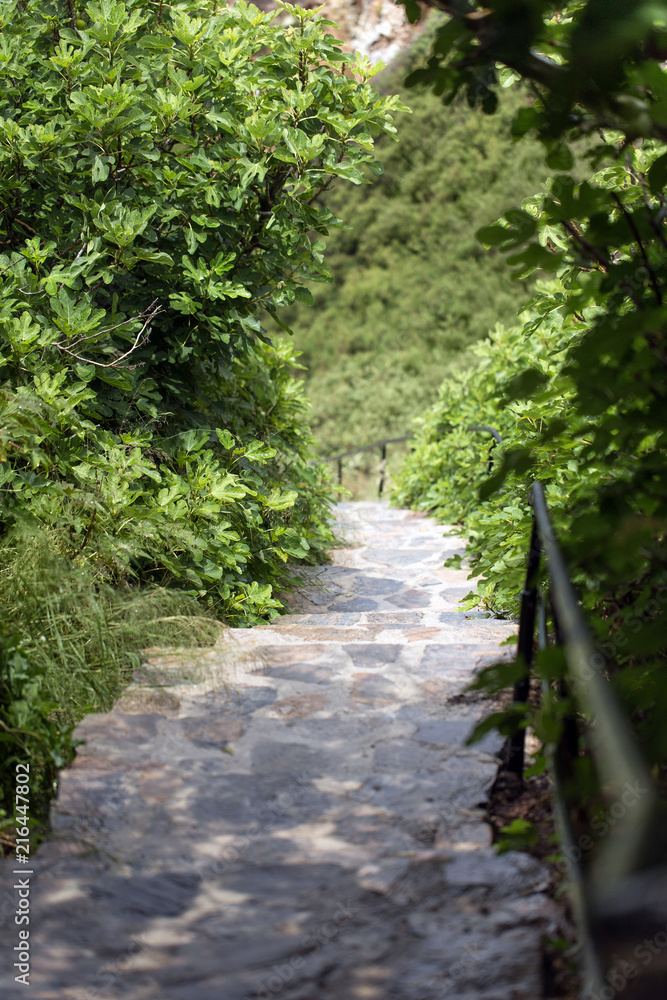 Stony greek stairs leading downward through the thick greenery Stony greek stairs leading downward through the thick greenery