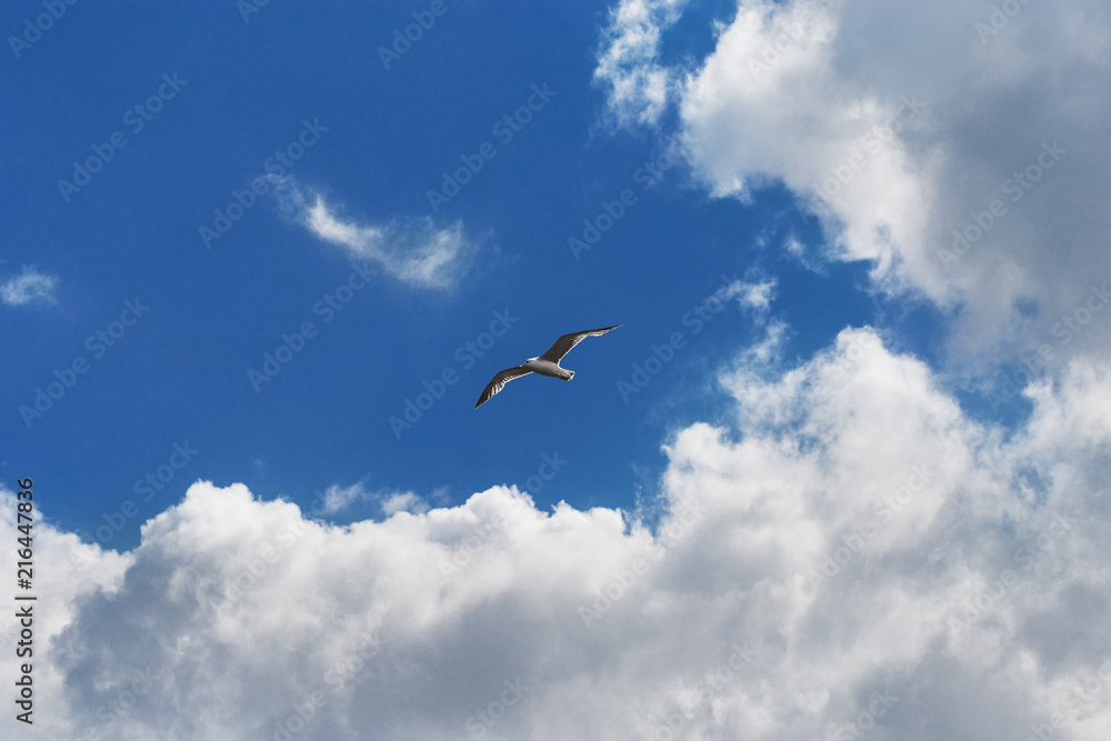 Seagull flying among the curly clouds in a sunny sky Seagull flying among the curly clouds in a sunny sky