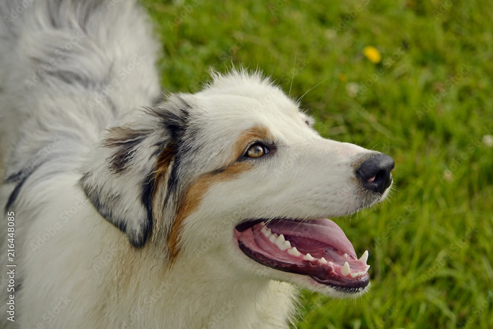 Sunstroke, health of pets in the summer. Young Australian Shepherd Dog. Aussie. How to protect your dog from overheating.Training of dogs. Young energetic dog on a walk. Sunstroke, health of pets in the summer. Young Australian Shepherd Dog. Aussie. How to protect your dog from overheating.Training of dogs. Young energetic dog on a walk.