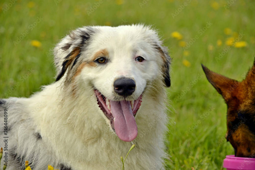 Fototapeta premium Sunstroke, health of pets in the summer. Young Australian Shepherd Dog. Aussie. How to protect your dog from overheating.Training of dogs. Young energetic dog on a walk. 