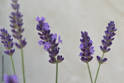Closeup photograph of purple lavender flowers